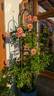 Peach Melba rose photo