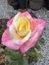 French Perfume rose photo