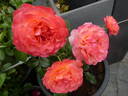 Coral Lions-Rose ® rose photo