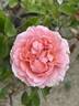 Radio Times ® rose photo