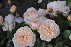 AniStar Aroma™ Sense of Love® rose photo