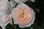 AniStar Aroma™ Sense of Love® rose photo