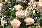 AniStar Aroma™ Sense of Love® rose photo
