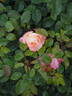 Zauberhaft rose photo