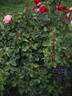 Zauberhaft rose photo
