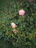 Zauberhaft rose photo
