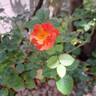 Salto rose photo