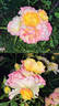 LandLust rose photo