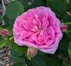 Baronne Prévost rose photo
