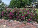 Orpheline de Juillet rose photo