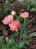Double Treat rose photo