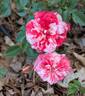 Strawberry Swirl rose photo