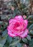 MORrousel rose photo