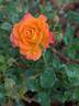 Orange Honey rose photo