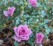 Lavender Jewel rose photo