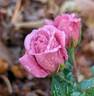 Vista ™ rose photo
