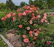 Freisinger Morgenröte rose photo
