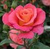 Freisinger Morgenröte rose photo