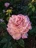 Chicago Peace rose photo