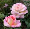 Chicago Peace rose photo