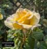 Grosvenor House rose photo