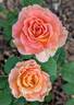 Brass Band ™ rose photo