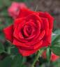 Pucker Up rose photo