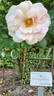 Rosentanz rose photo