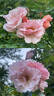 Rosentanz rose photo