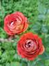 Pompeji rose photo
