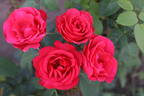 Bridge of Romance rose photo