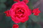 Bridge of Romance rose photo
