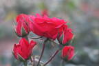 Bridge of Romance rose photo