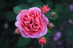 Bridge of Secrets rose photo