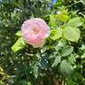 The Mill On The Floss rose photo