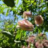 The Mill On The Floss rose photo