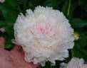 Alfred de Musset peony photo