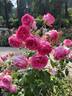 Miss Manners™ rose photo