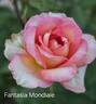 Fantasia Mondiale ® rose photo