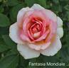 Fantasia Mondiale ® rose photo