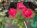 Gareth Davies rose photo