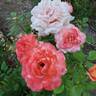 Peach Swirl ™ rose photo
