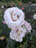 Stephen Rulo rose photo