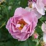 Rise Up Lilac Days™ rose photo