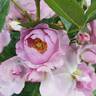 Rise Up Lilac Days™ rose photo