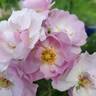 Rise Up Lilac Days™ rose photo