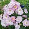Rise Up Lilac Days™ rose photo