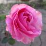Mrs. Reynolds Hole rose photo