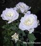 White Princess rose photo