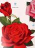 Fandango rose photo